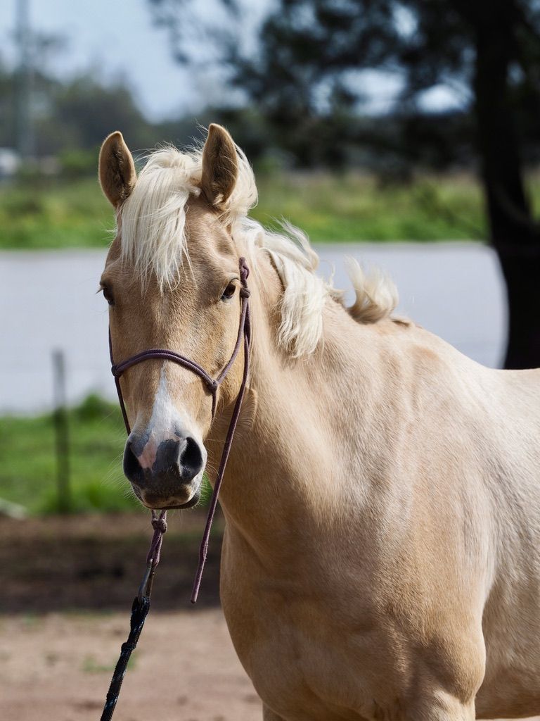 Billie, a palomino with a long blond mane, looking at the camera