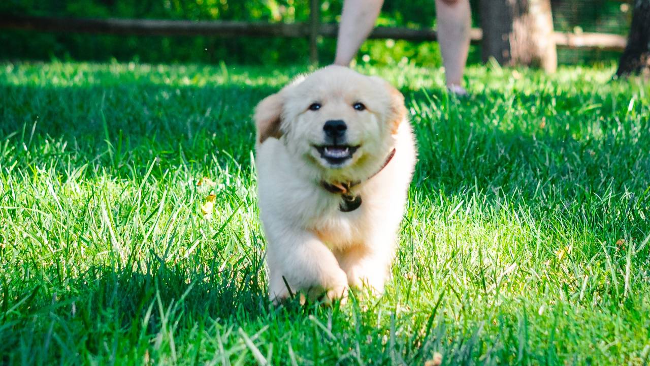 Golden Retriever puppy coming when called