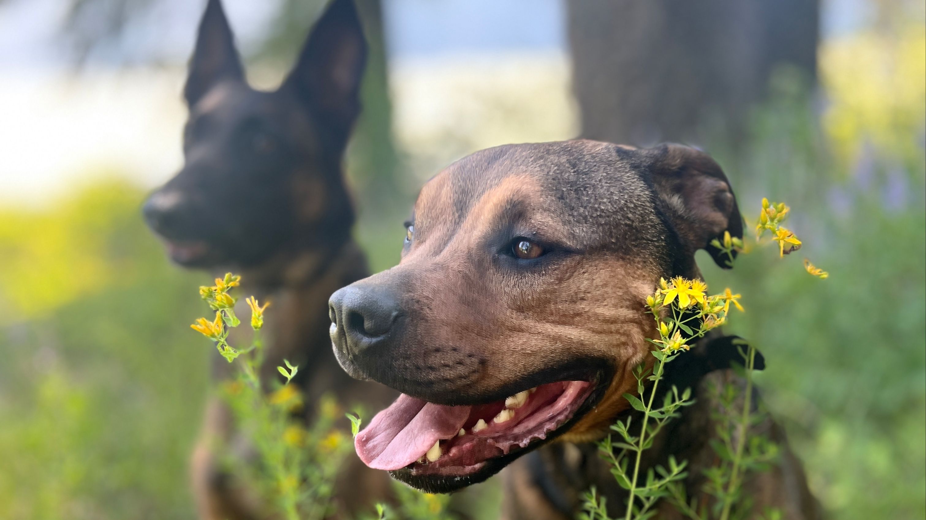 Bully breed dog and malinois in field of flowers, panting from exertion and heat