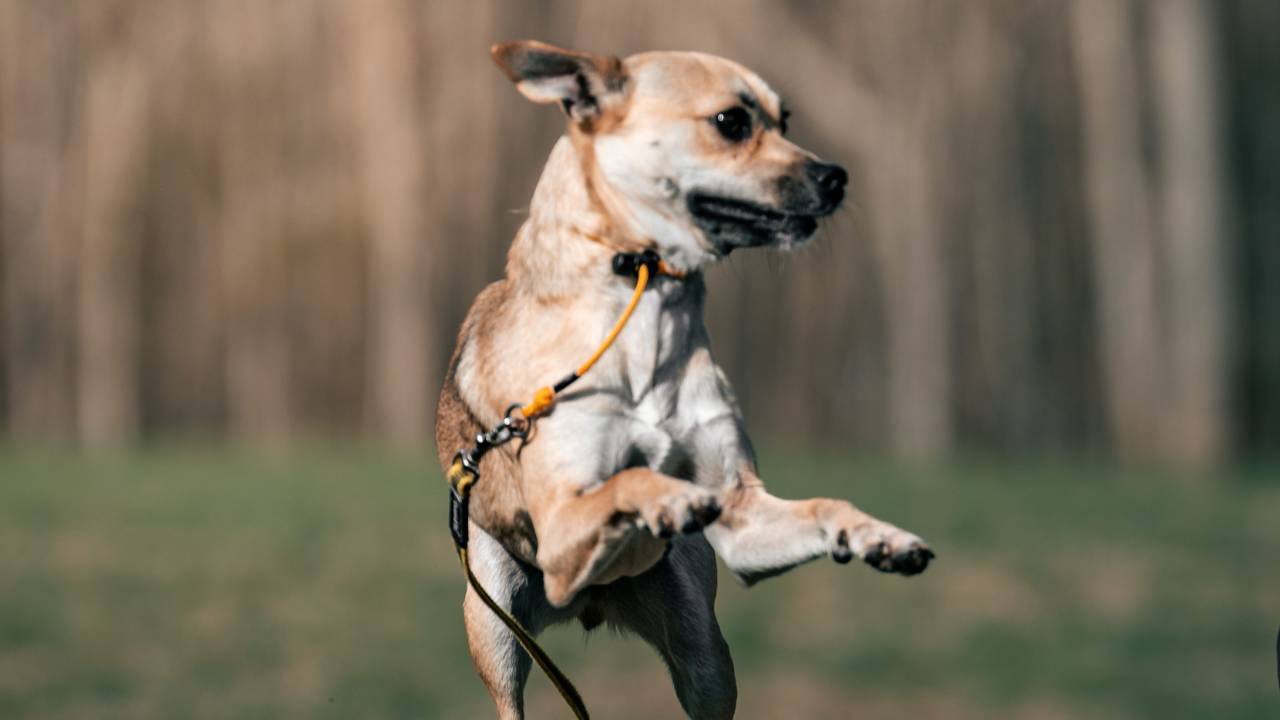 dog jumping on owner