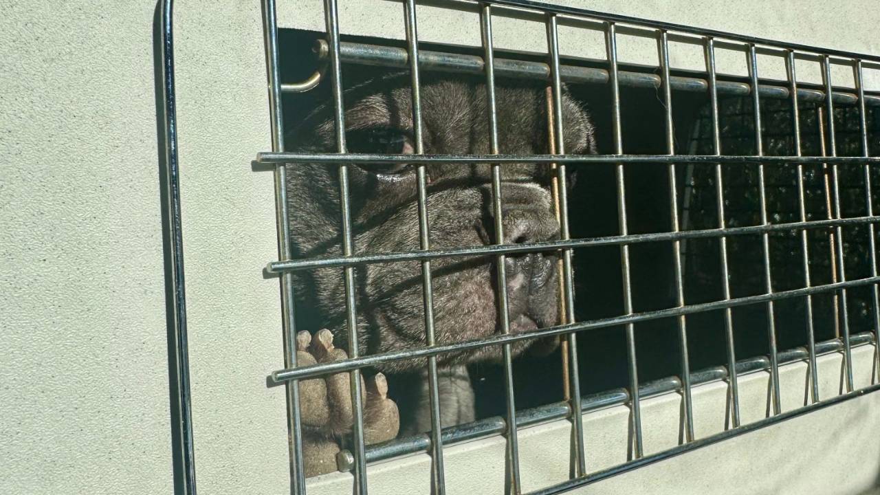 Snapshot of Anxiety Relief Dog Crate Hide