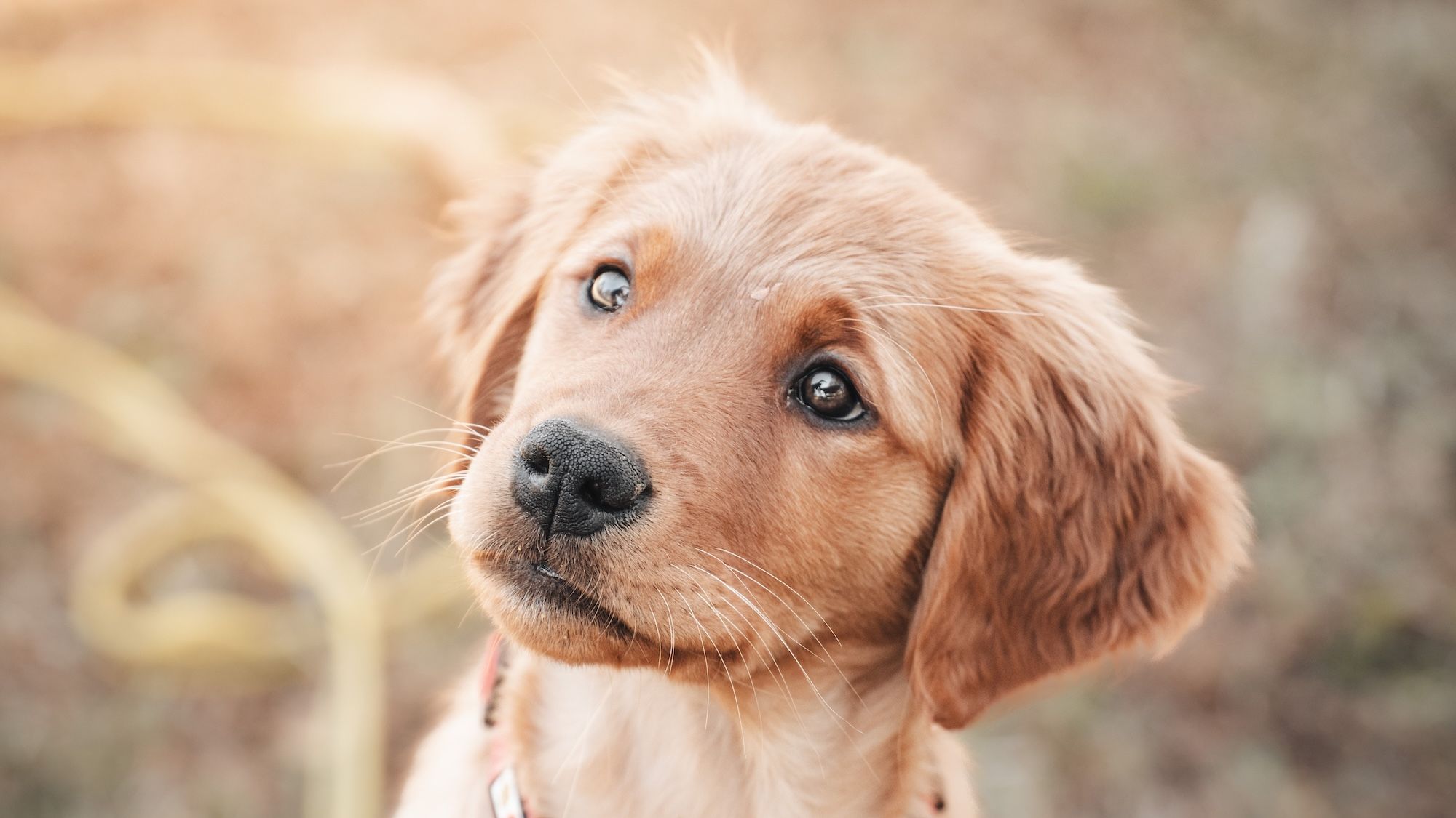 Golden Retriever puppy training
