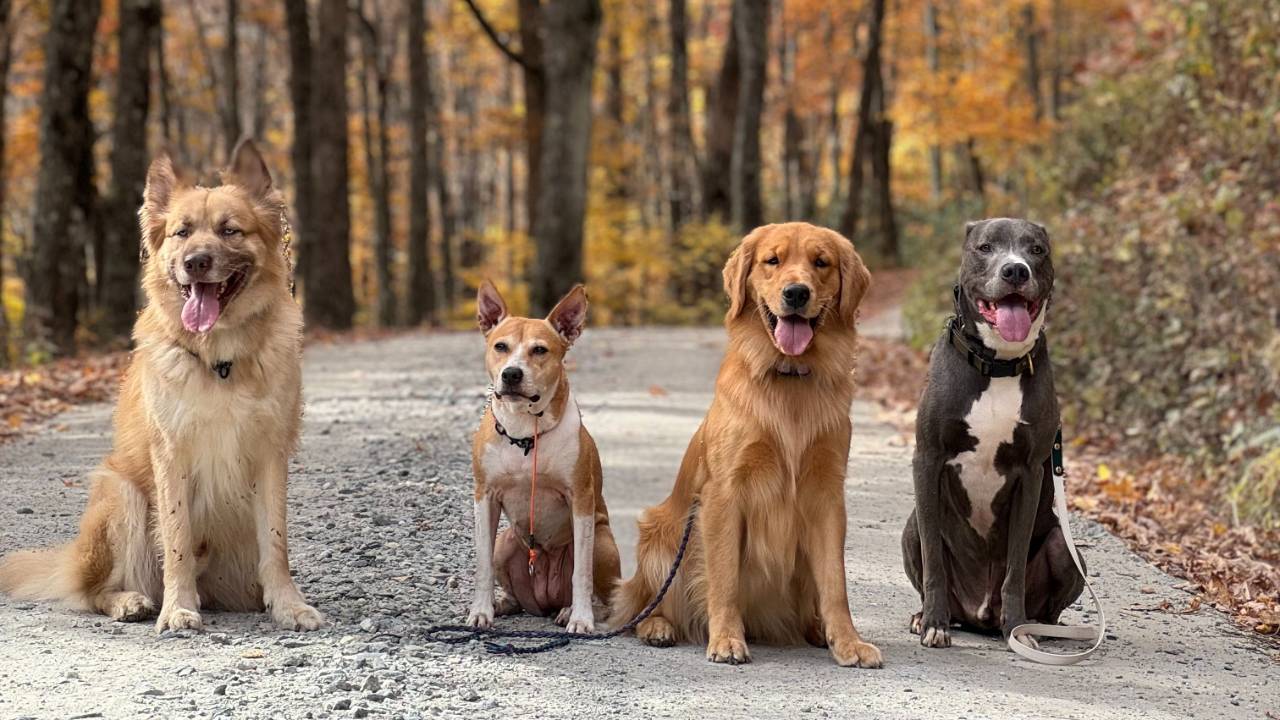 Four dogs sitting in a row on a gravel path in front of trees with fall color, from left to right a large tan mixed breed dog, a small tan and white mixed breed dog, and golden retriever, and a large grey and white bully mix