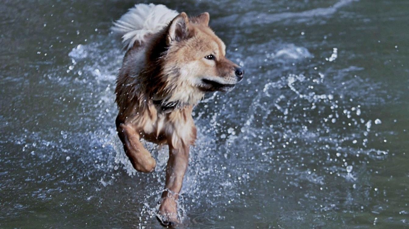 Dog running in water in Charlotte, NC