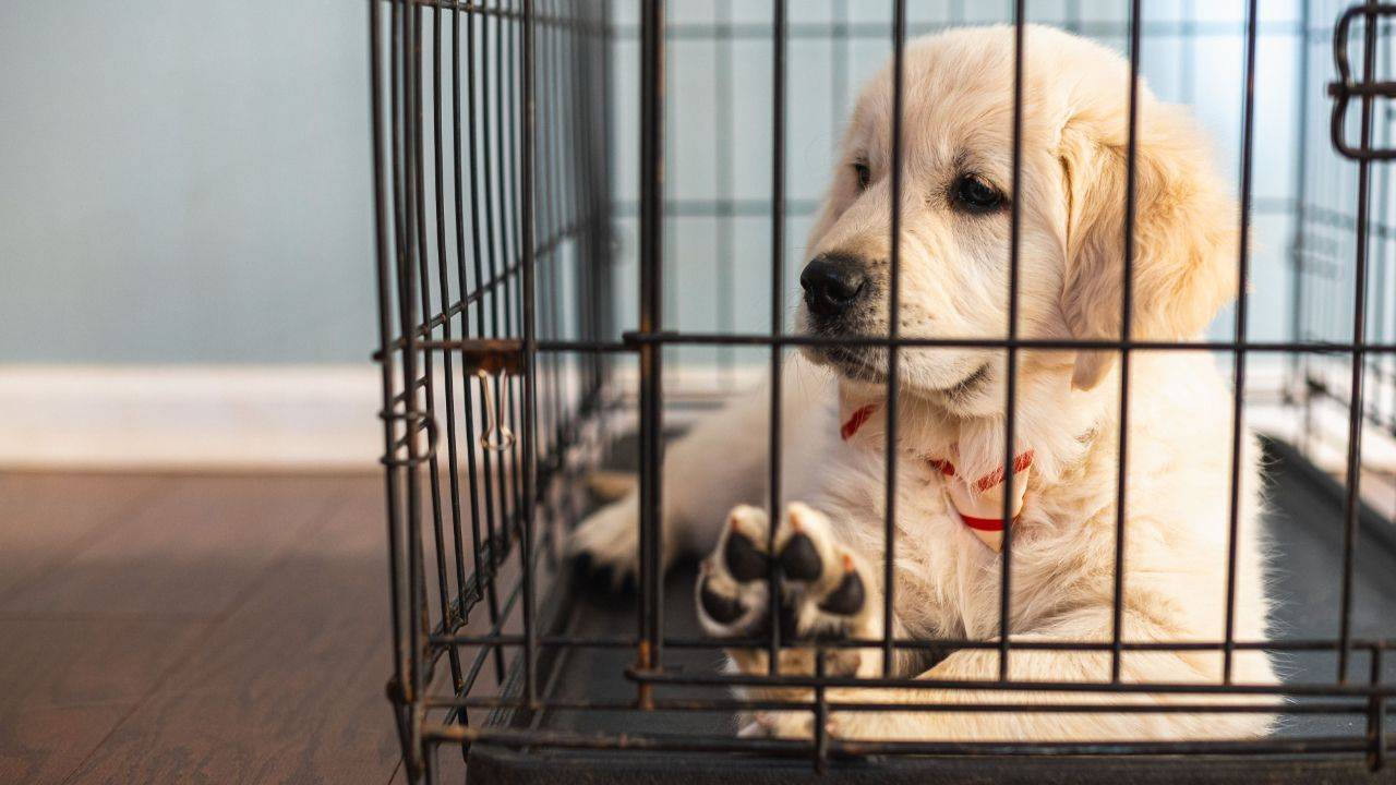 Golden retriever puppy laying in dog crate