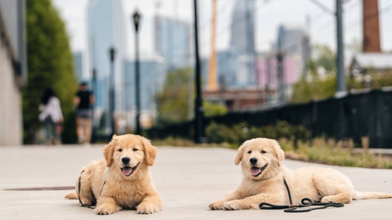 Charlotte, NC Golden Retriever puppies