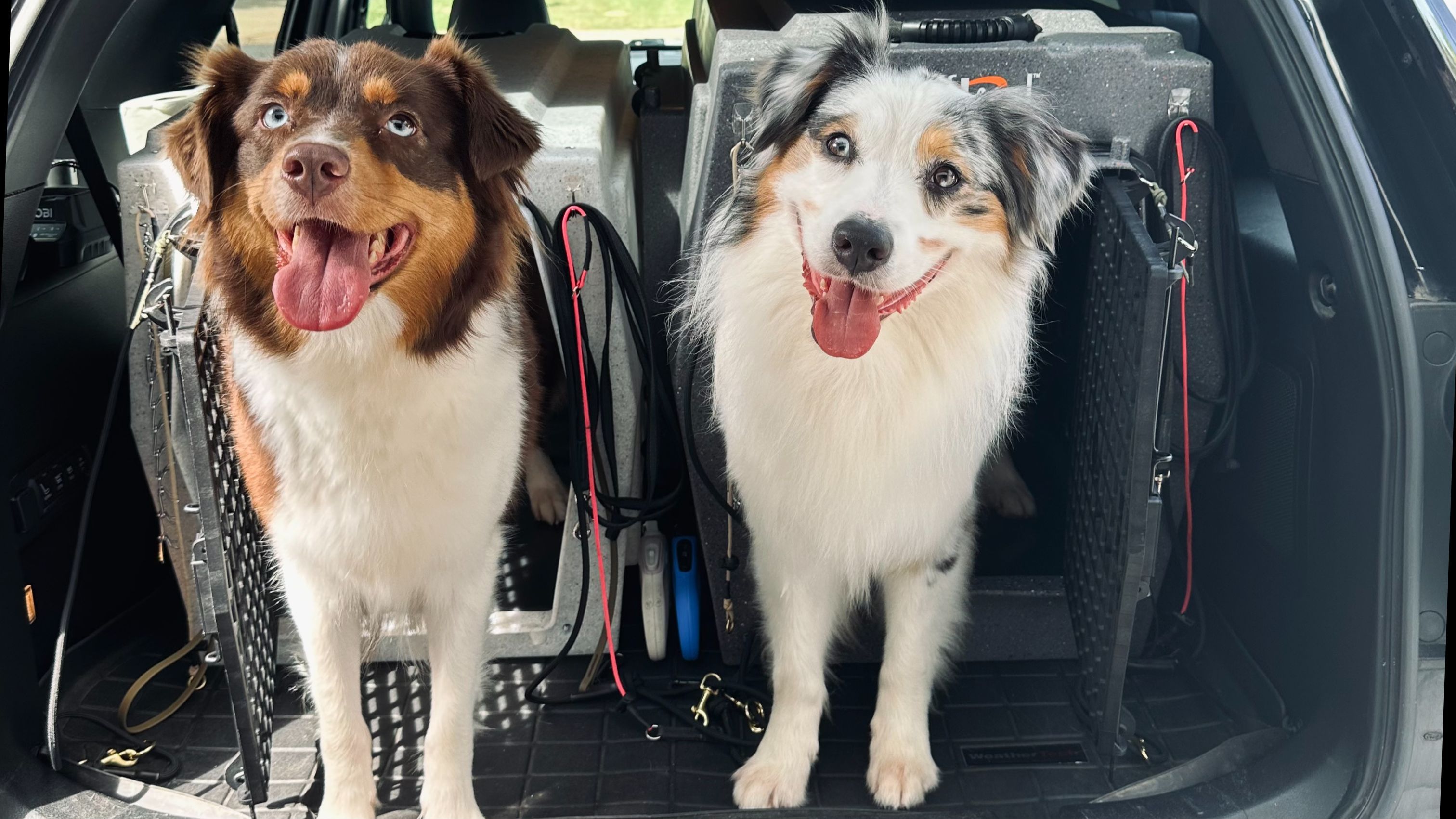dog anxiety in car