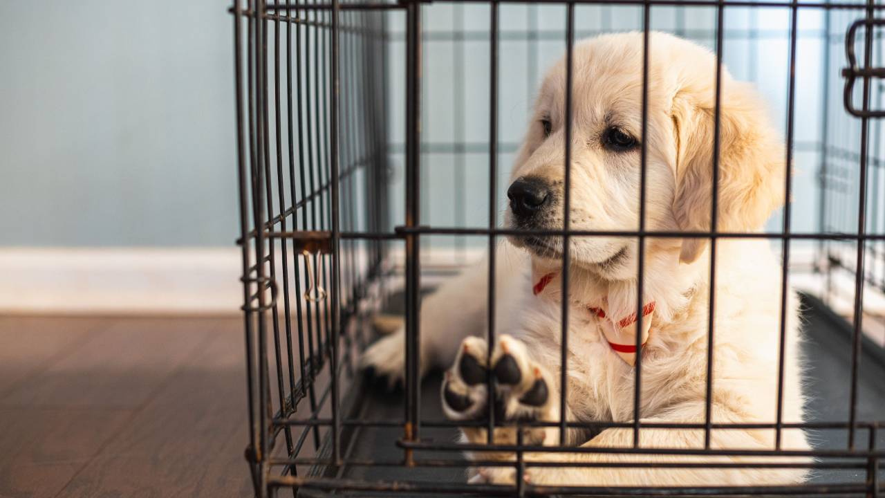 Picture of Crate Training 101: Why It Is Important & The Life Long Benefits