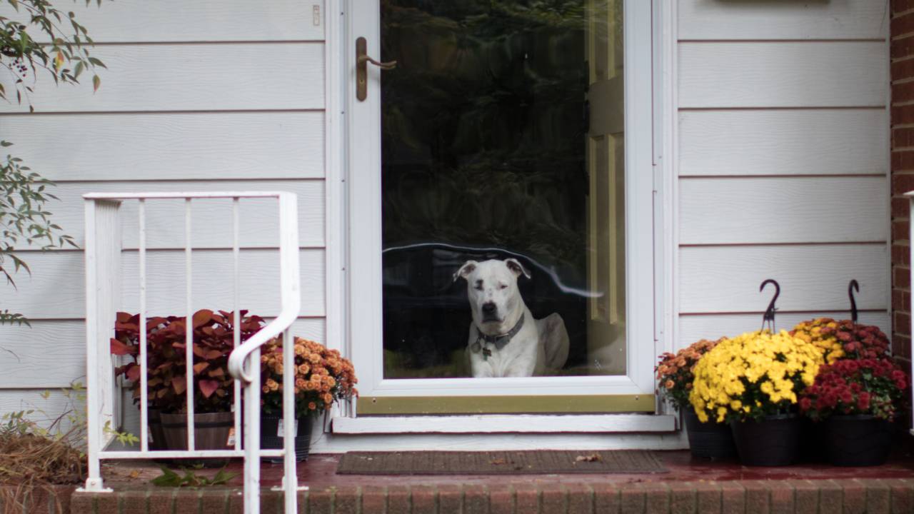 Understanding Separation Anxiety: Why Does My Dog Panic When I Leave? - Separation Anxiety Dog Shaking And Panting When Owner Is Away From Work