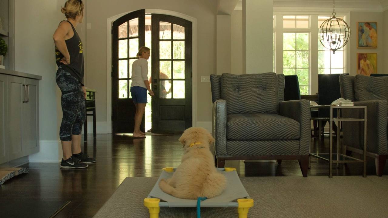 Golden retriever laying on raised dog cot while owner practices opening door