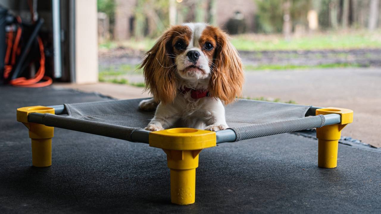 cavalier king charles spaniel laying on gray and yellow raised dog bed