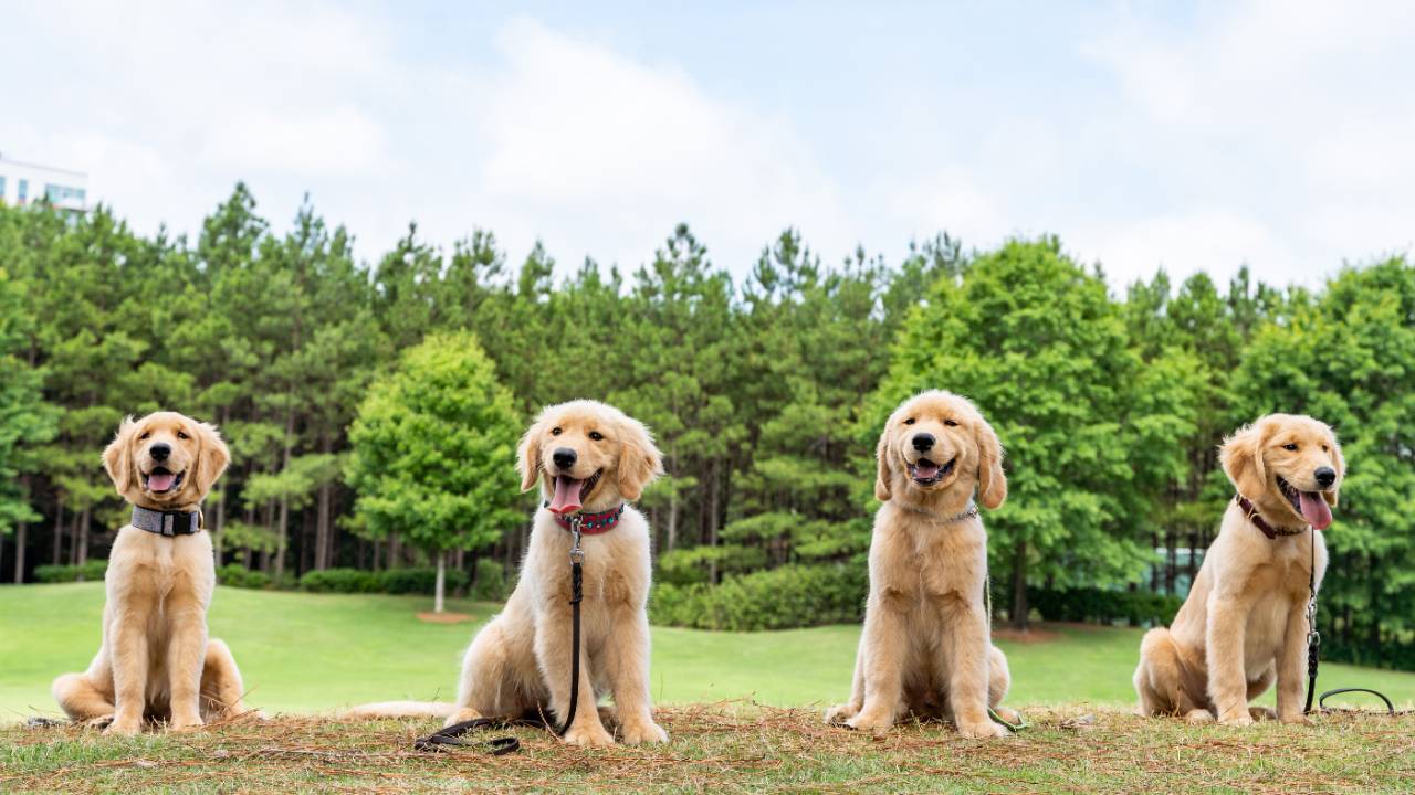 KeenDog Training: Dog Training in Fort Mill & Charlotte