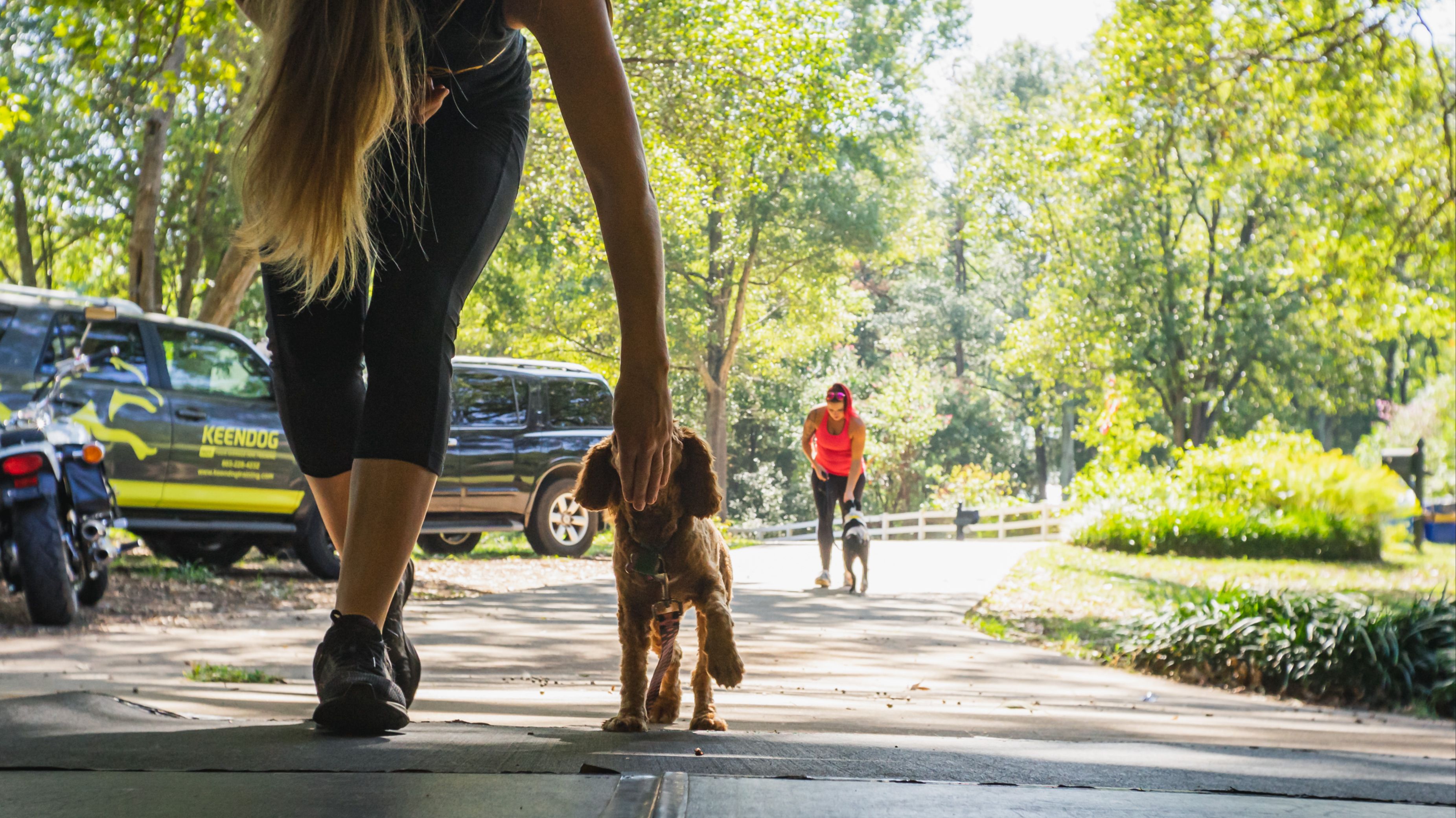 KeenDog trainer luring puppy
