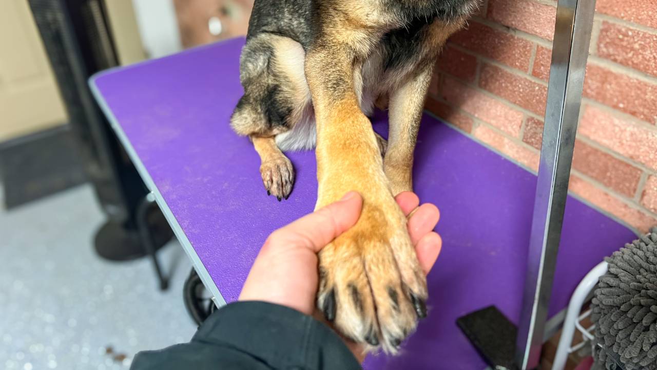 Snapshot of Trimming Dog Nails For Dogs That Are Highly Stressed