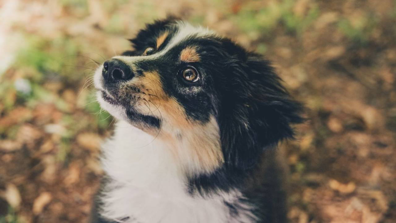Black tri Australian Shepherd puppy
