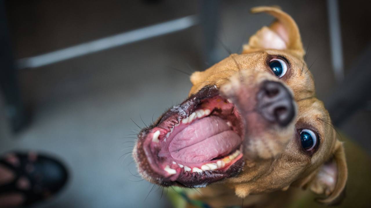 Brown mixed breed dog looking up at camera with it's mouth wide open like it's biting