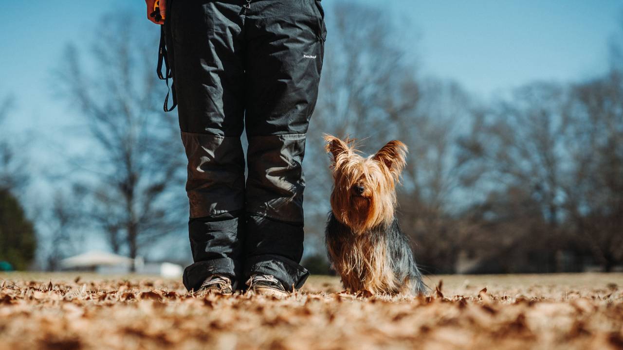 7 Not-So-Obvious Mistakes Dog Owners Make
