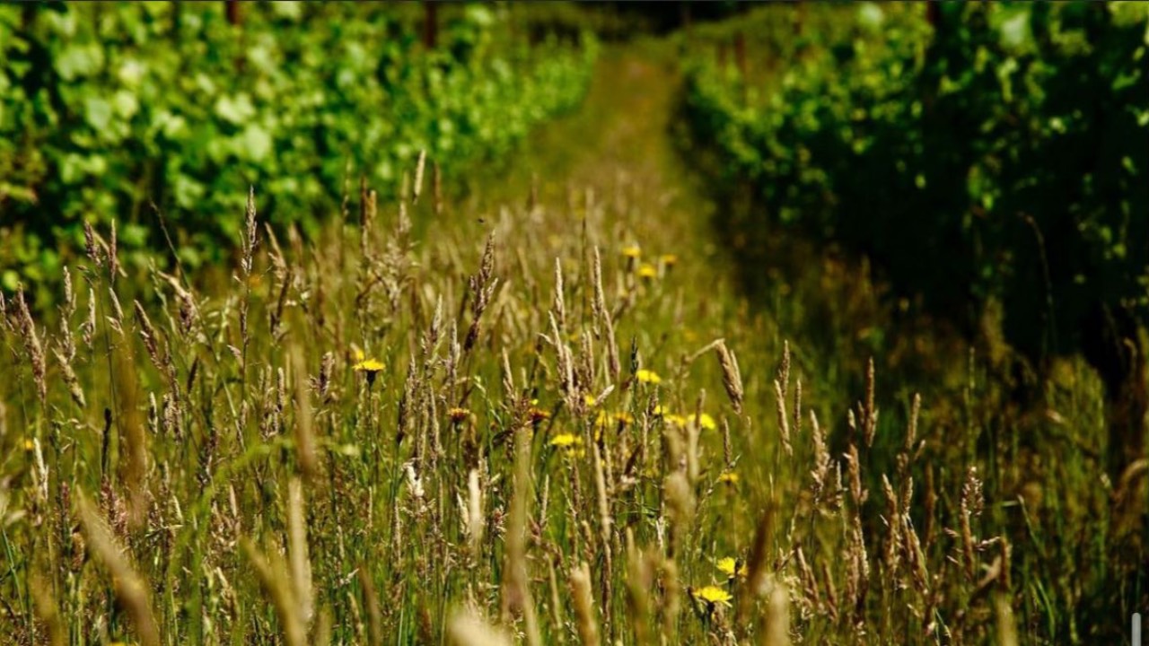 Bergsig Farming Sustainable Wine
