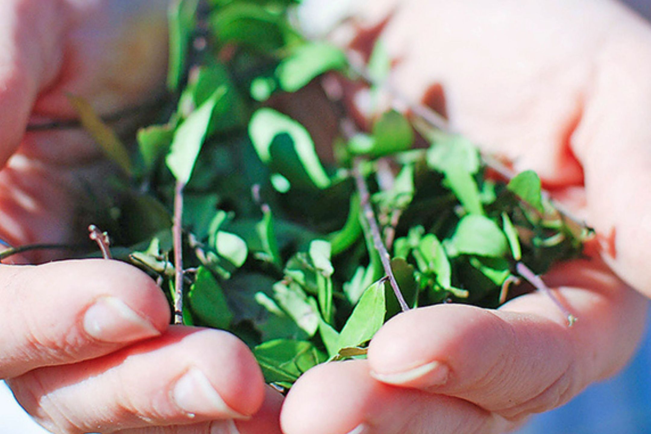 Plants + People + Illness