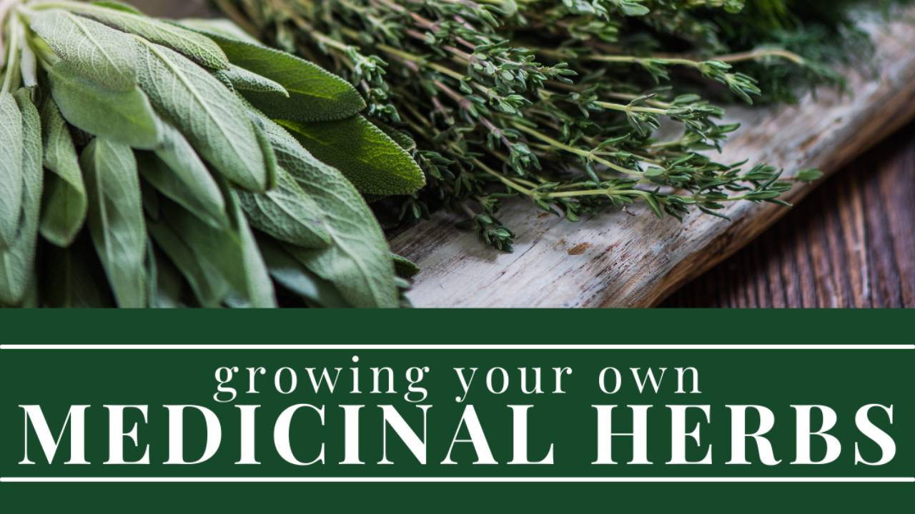 Growing Your Own Medicinal Herbs