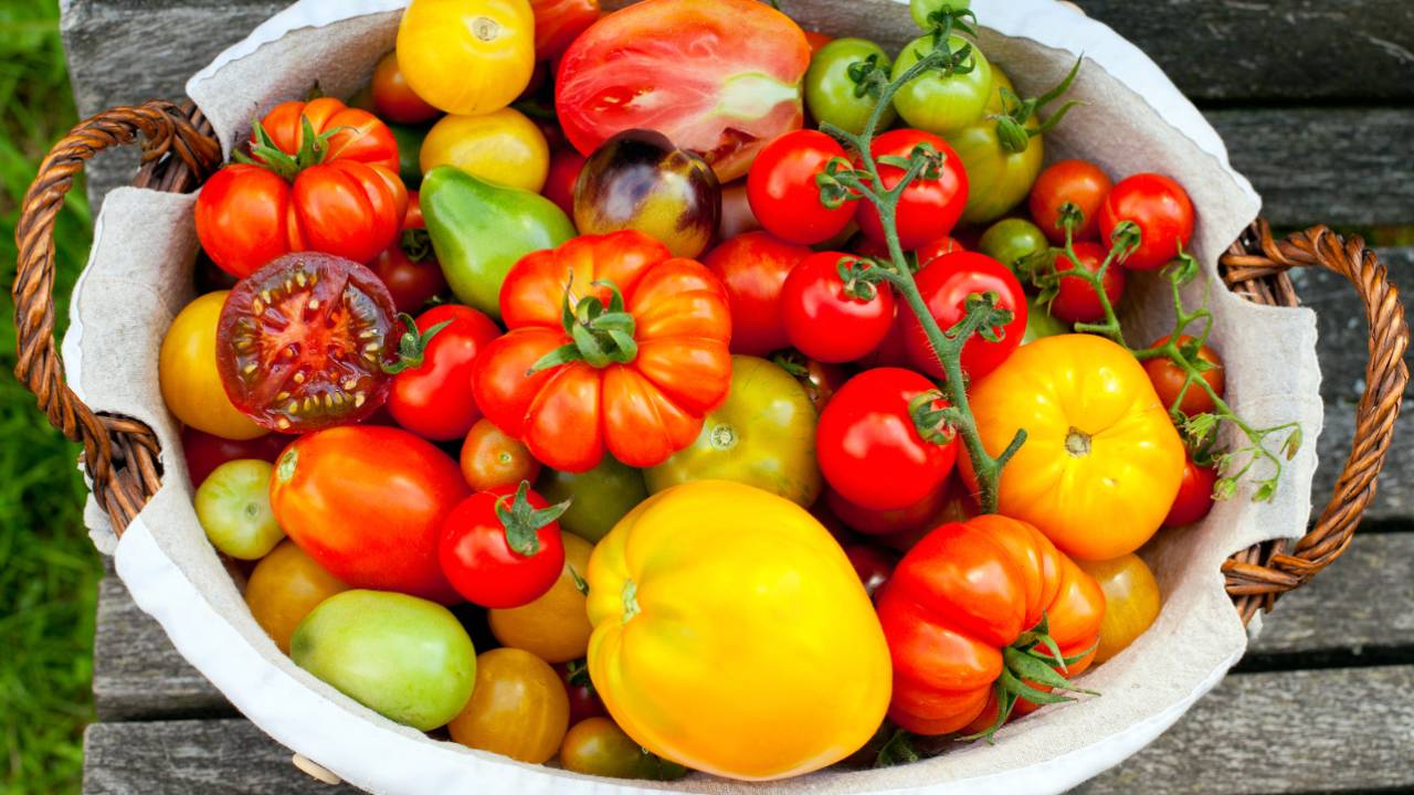 Second Chance Tomatoes