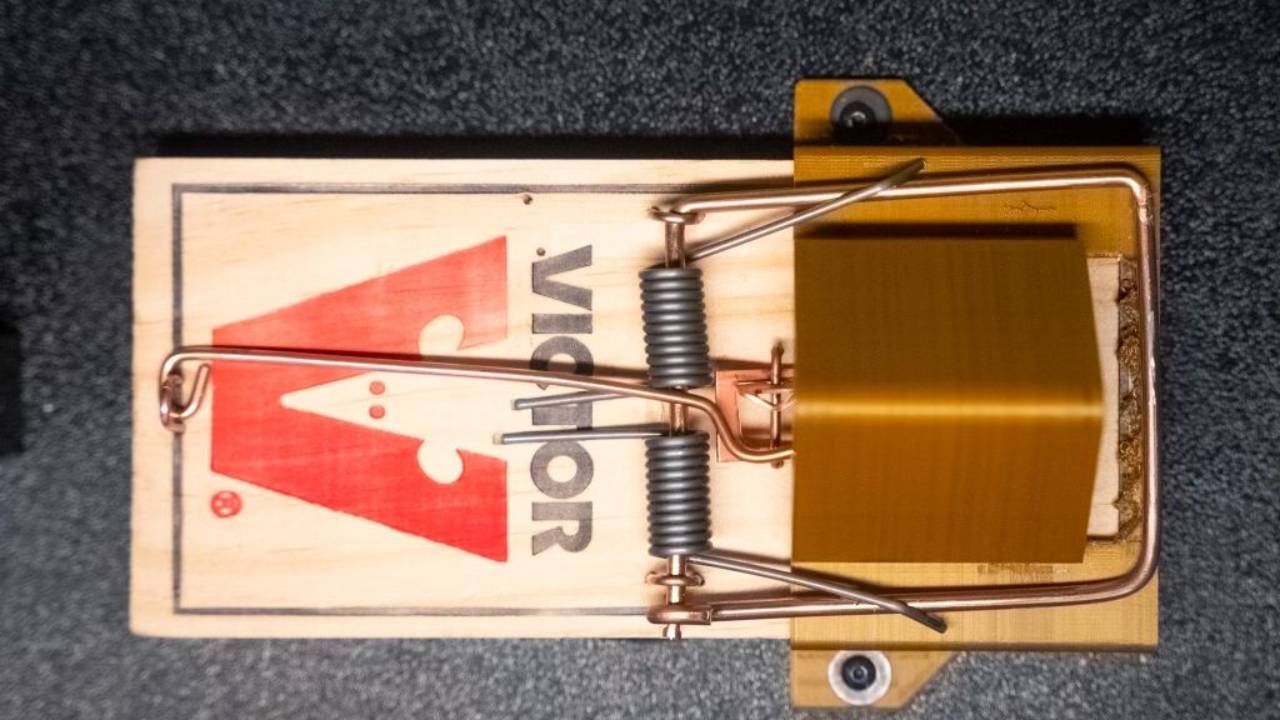 How to catch smart rats!!