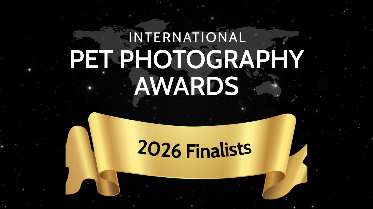 2026 International Pet Photography Awards Finalists