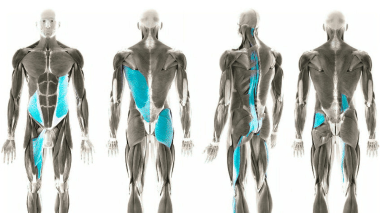 The Myofascial Slings: Training the Whole System, Not Just the Muscle
