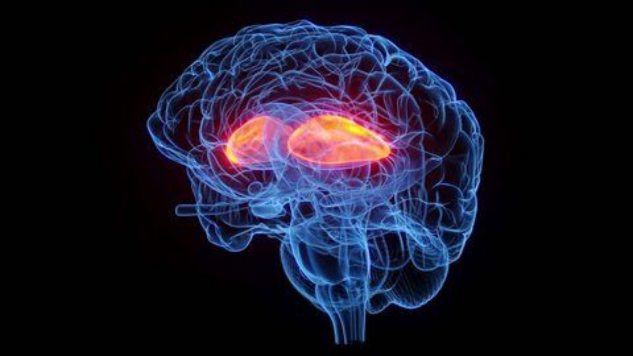 Why Your Brain’s Reward System Is Hijacking Your Progress