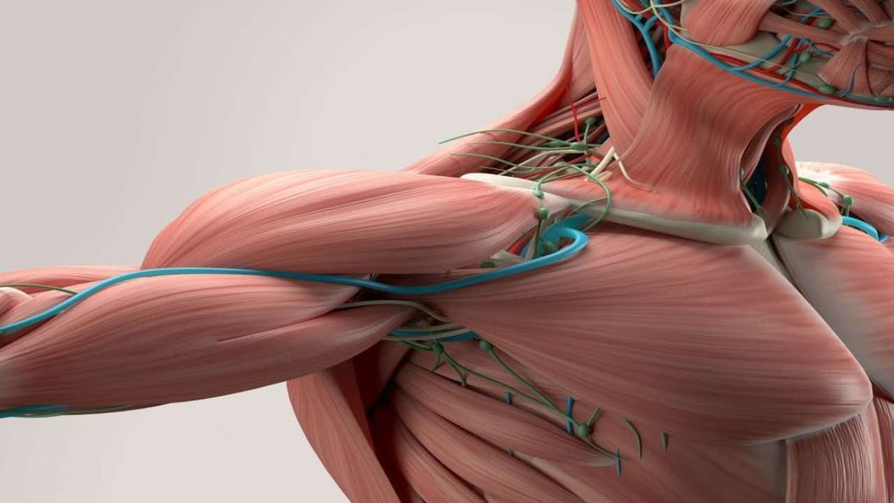 Muscle as Metabolic Armor