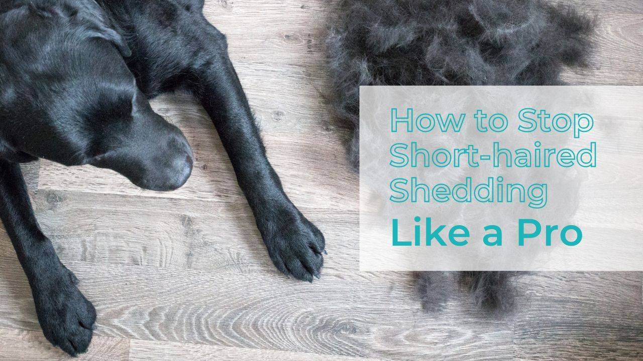 How to Stop Dog Shedding Short Hair Like a Pro?