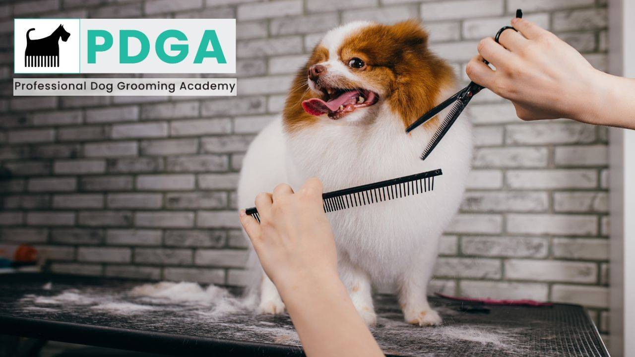 Professional Dog Grooming Course Option 2