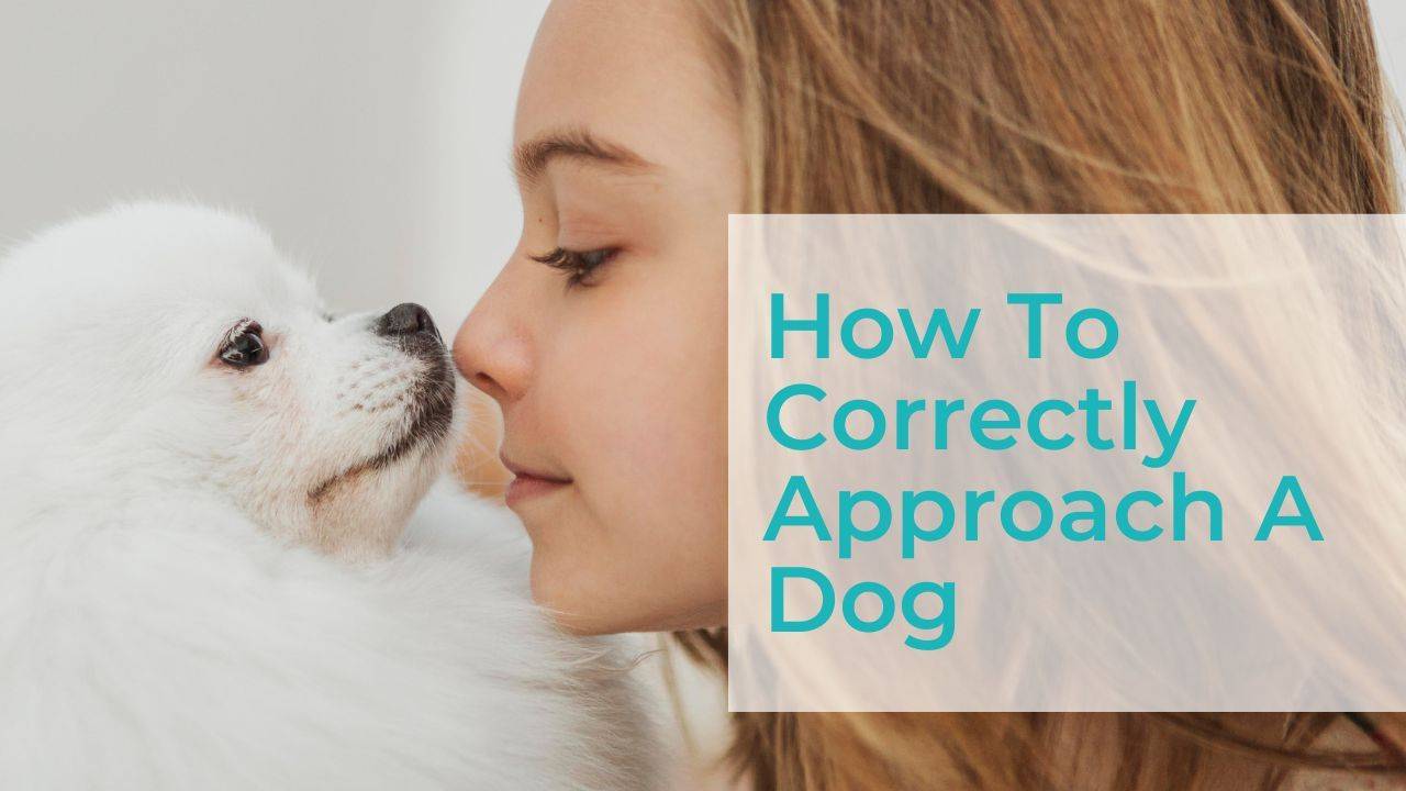 How to Safely Approach a Dog A StepbyStep Guide PDGA