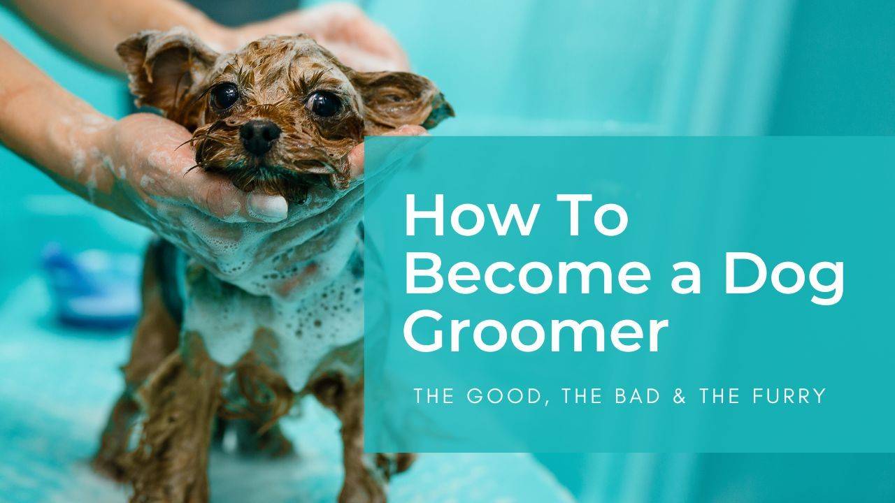 An Ultimate Guide How To a Professional Dog Groomer