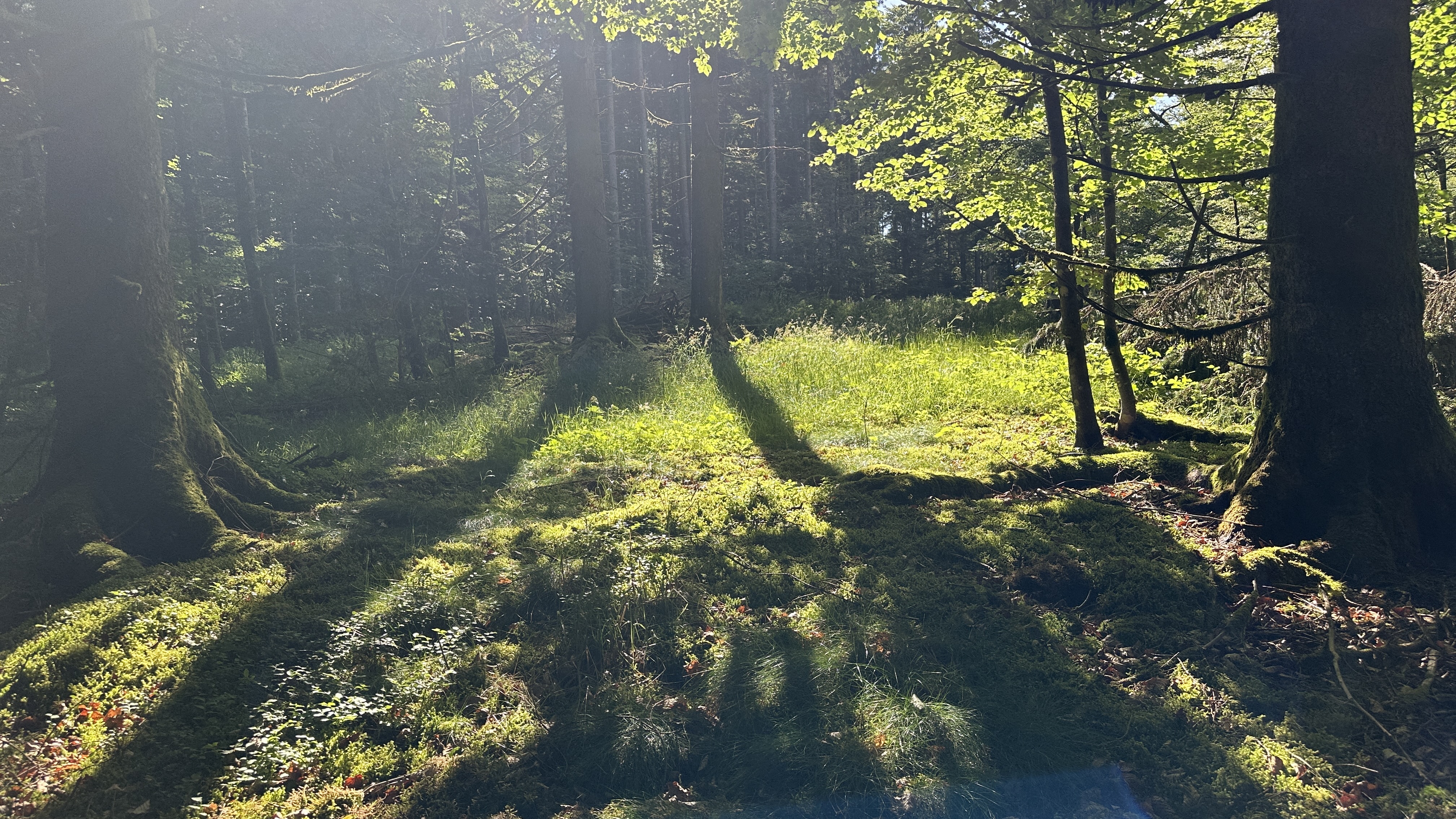 Wald mit Moos und Sonne