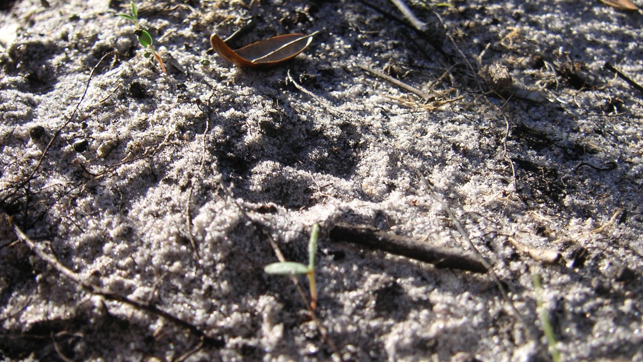 Eine Katzenspur im Sand