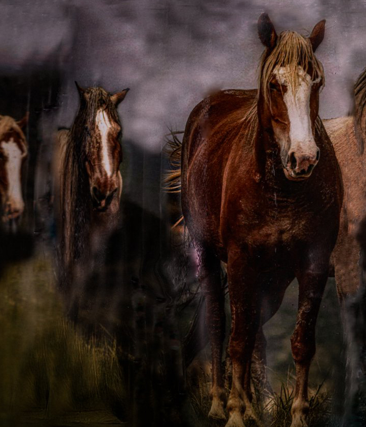 A Refracted Impression of wild horses, made in camera