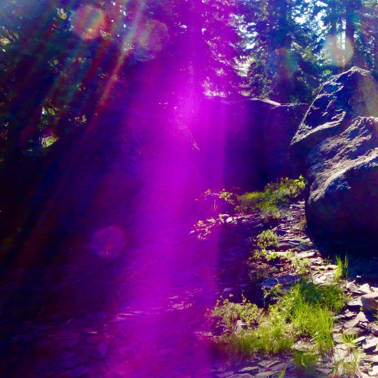 Violet light rays through pine forest on Mt Shasta