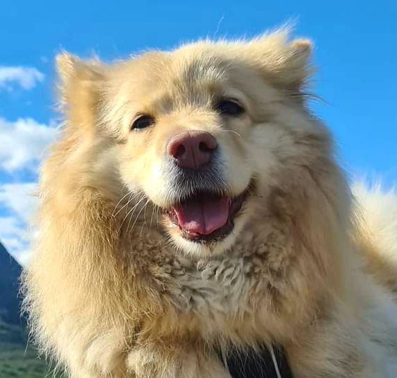 bella