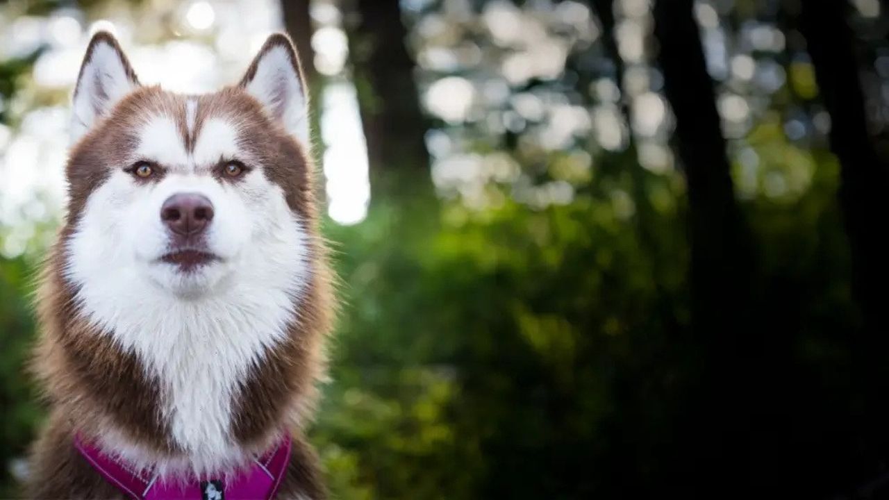 Hunden er Sjefen
