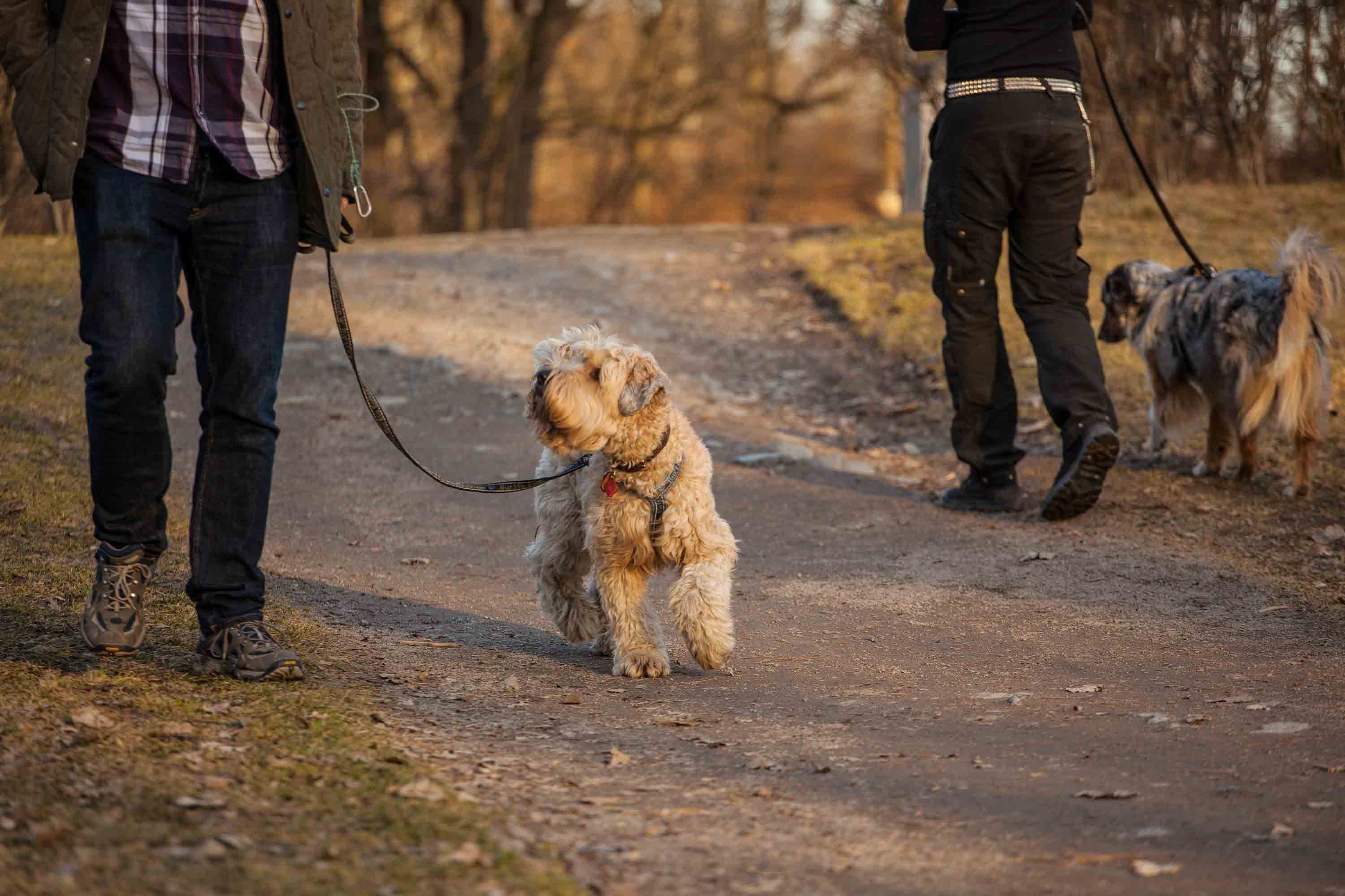 till hundeklubben
