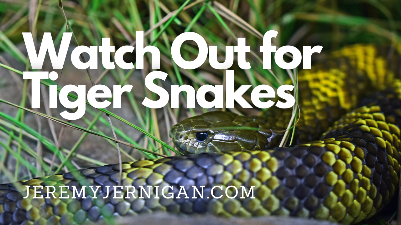 Coiled tiger snake in grass with the blog title "Watch Out for Tiger Snakes" over a Jeremy Jernigan post on confessing the church's flaws without denial