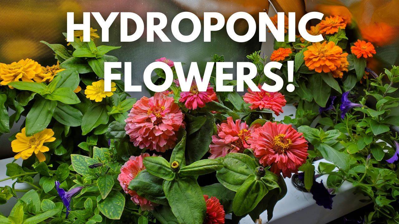 Growing Hydroponic Flowers Indoors!