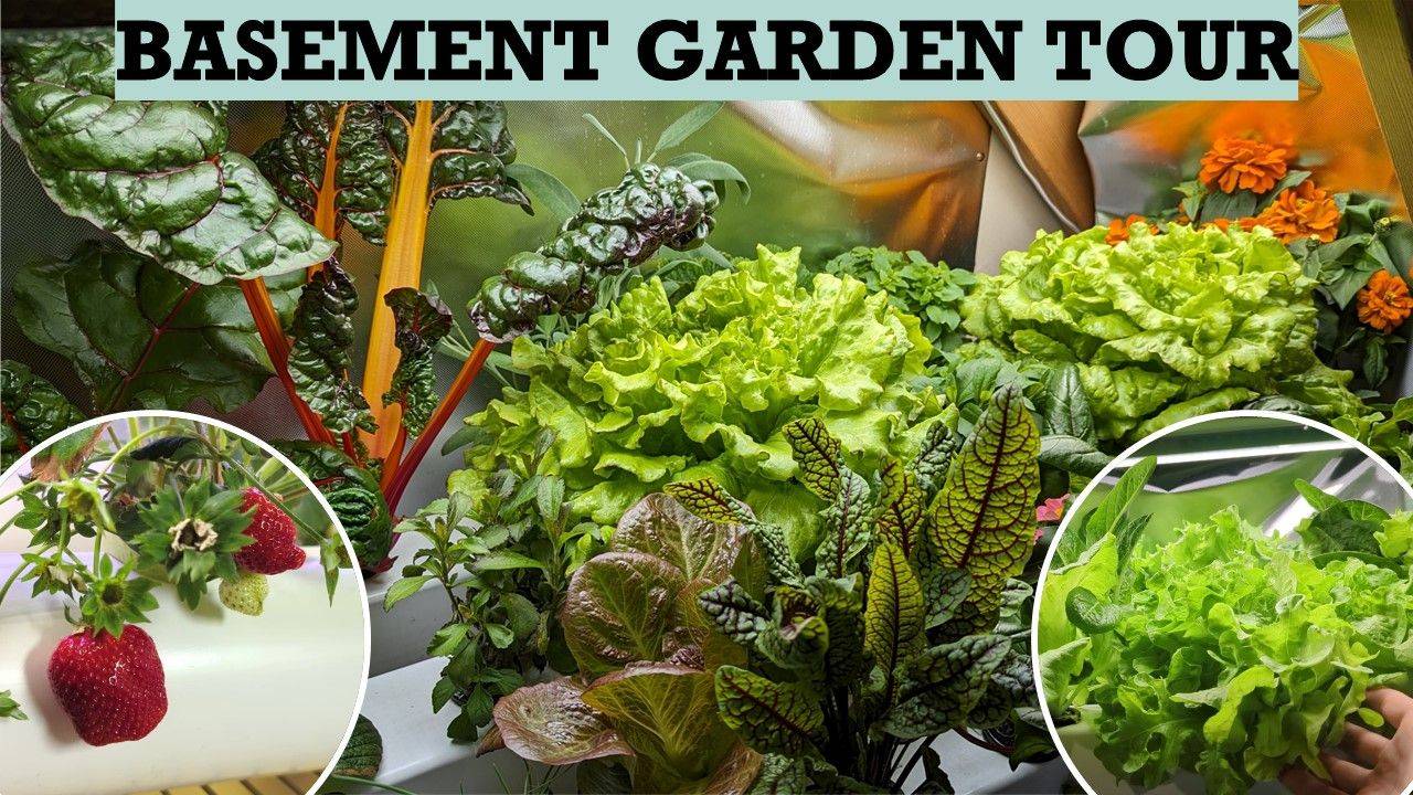 Basement Garden Tour: Lettuce, Strawberries, Herbs, Flowers and More