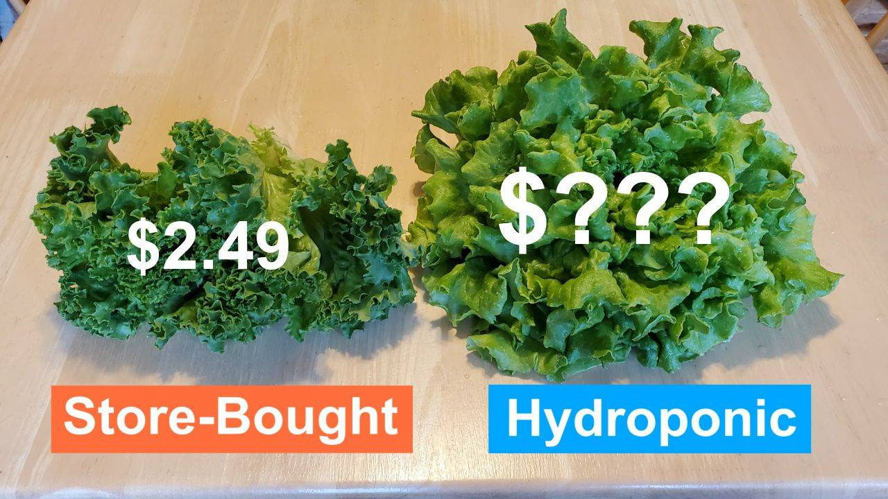 How Much Does it Cost to Grow Hydroponic Lettuce at Home?