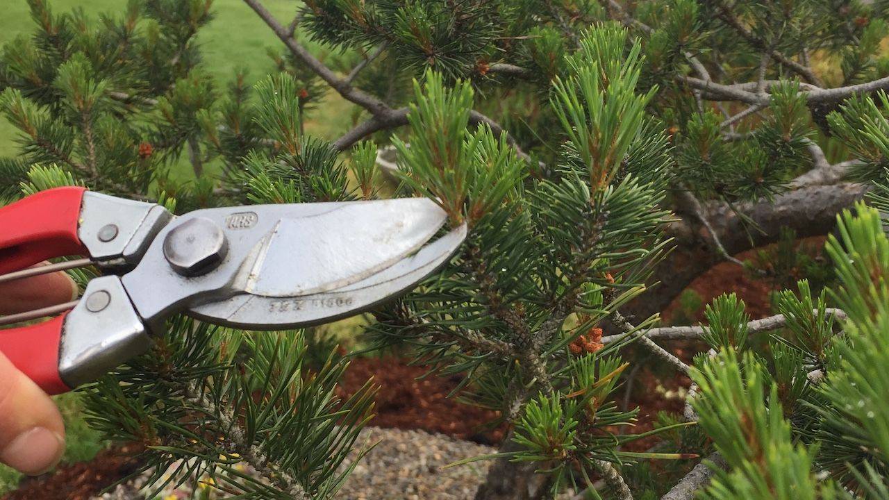 What is Aesthetic Pruning? Pruning with Design Intent.