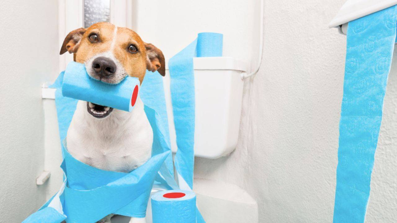 Why Use A Pooper Scooper Service? The Ultimate Guide.