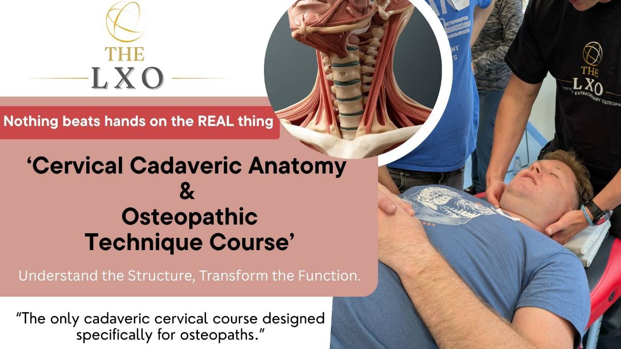 Cervical Cadaveric Anatomy and Osteopathic Technique