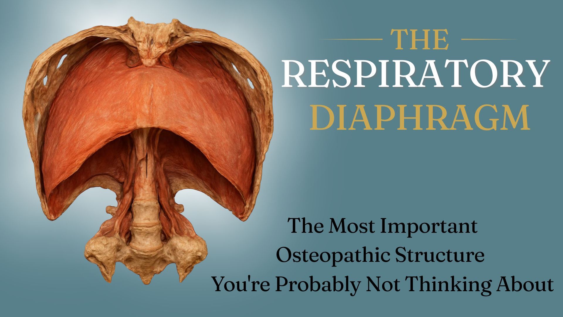 The Respiratory Diaphragm: Osteoapthic Structure