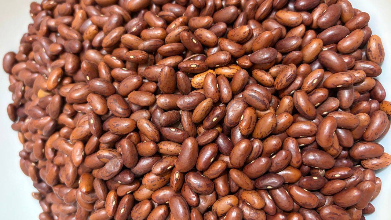 Stored dried borlotti beans